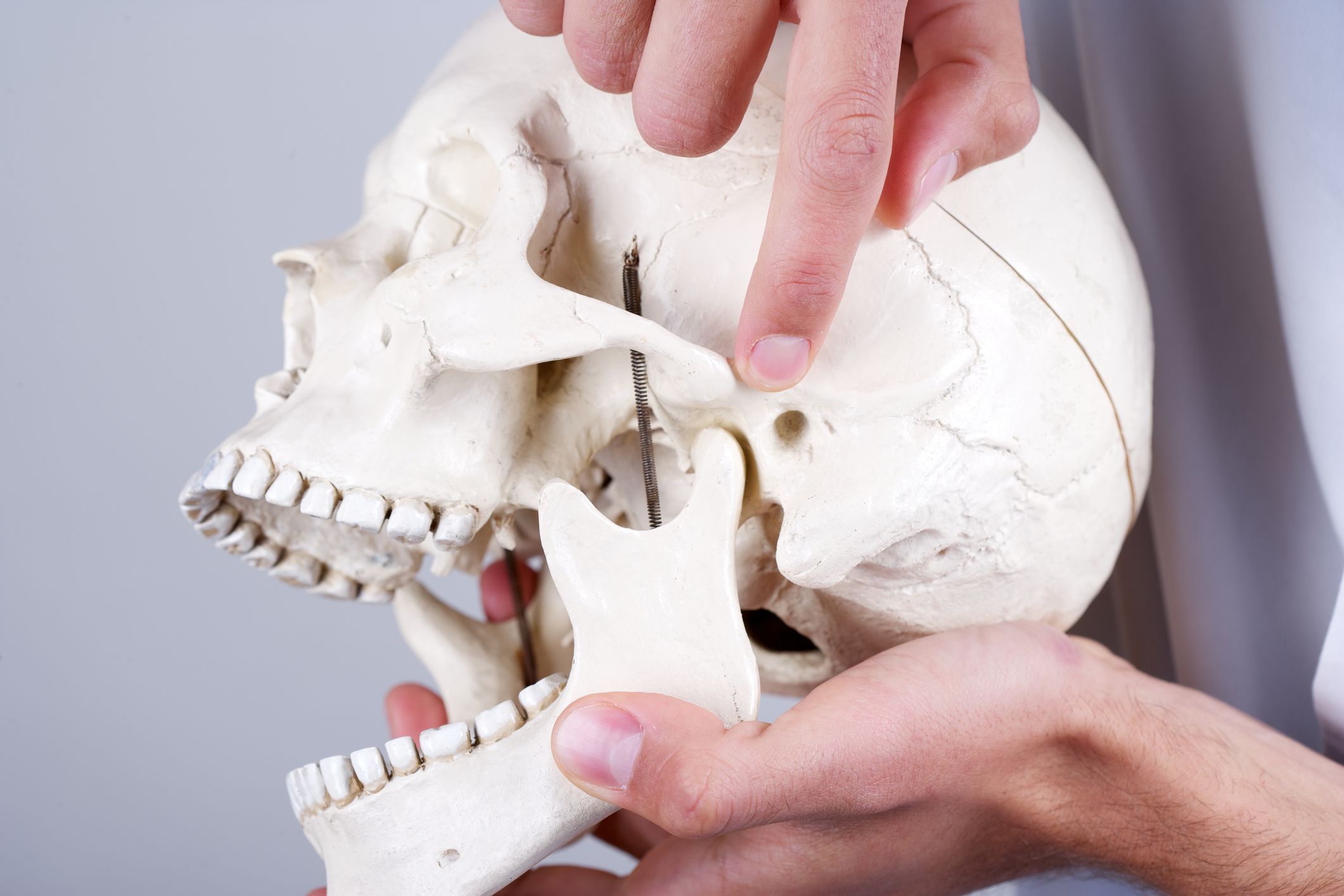 The temporomandibular joint.